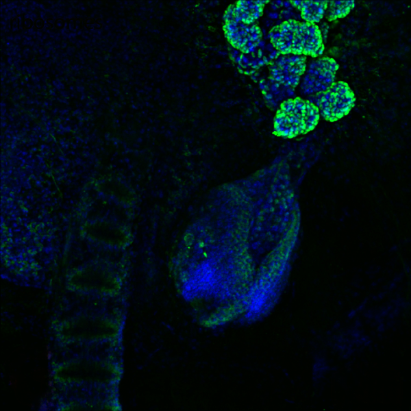 Immunofluorescent image of M. leidyi tentilla emerging from a tentacle sheath labeled with DSHB antibody Y10b against ribosomal RNA (green). PMID 34118945, Fig. 3G.